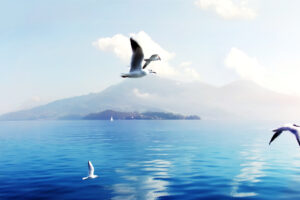 Seagulls in Switzerland852284104